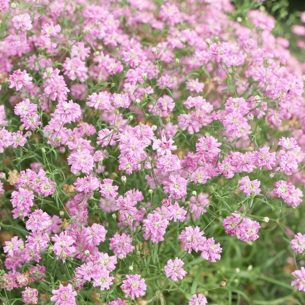 X3 Gypsophilia pink perennial plant rhizomes A* top... - Depop