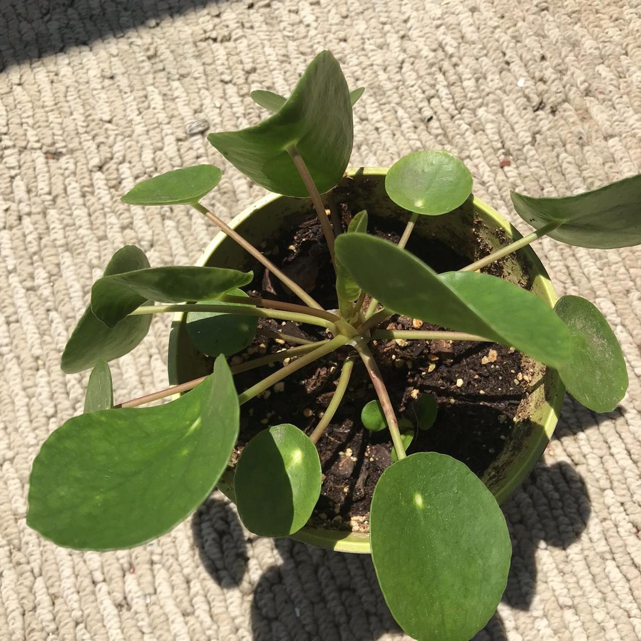 Chinese money plant for sale plant... Depop