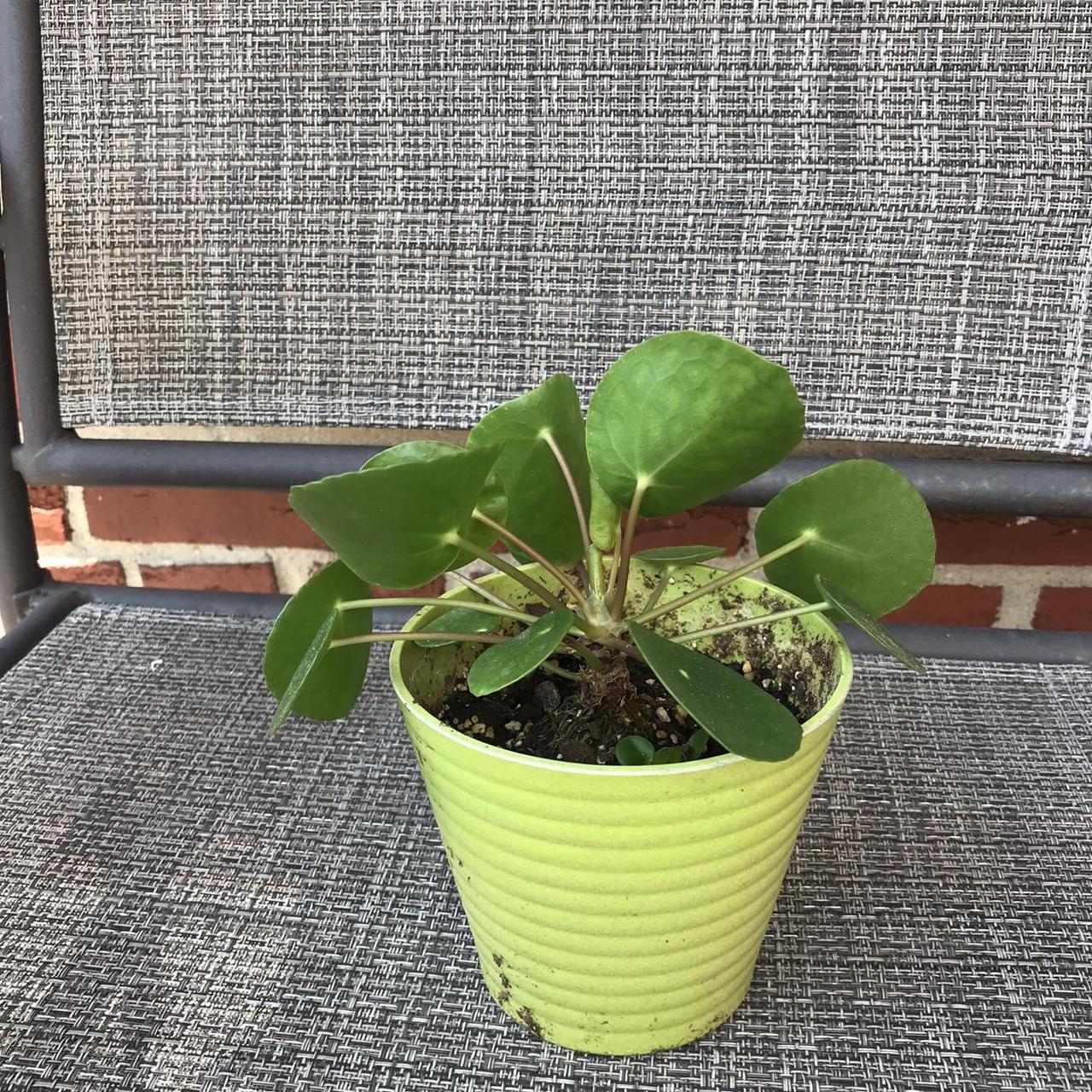 Chinese money plant for sale plant... Depop