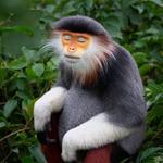 guepes's profile picture