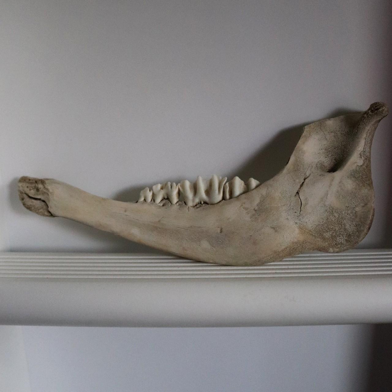 Hand painted chrysanthemum flower on real cow calf... Depop