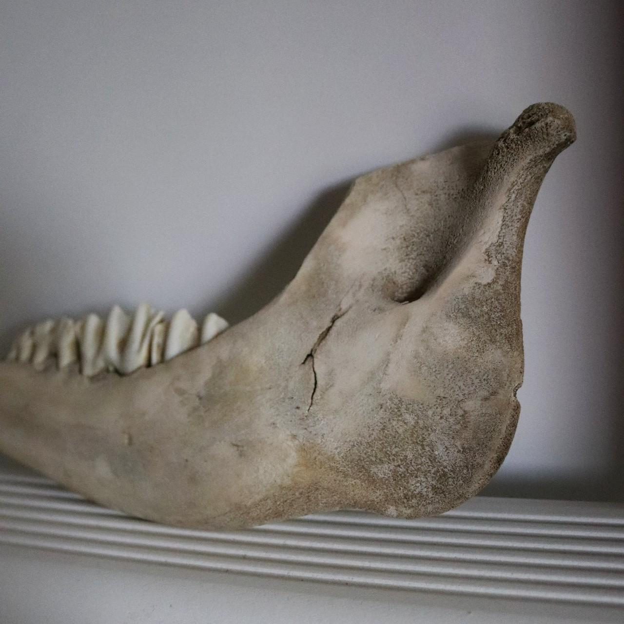 Hand painted chrysanthemum flower on real cow calf... Depop