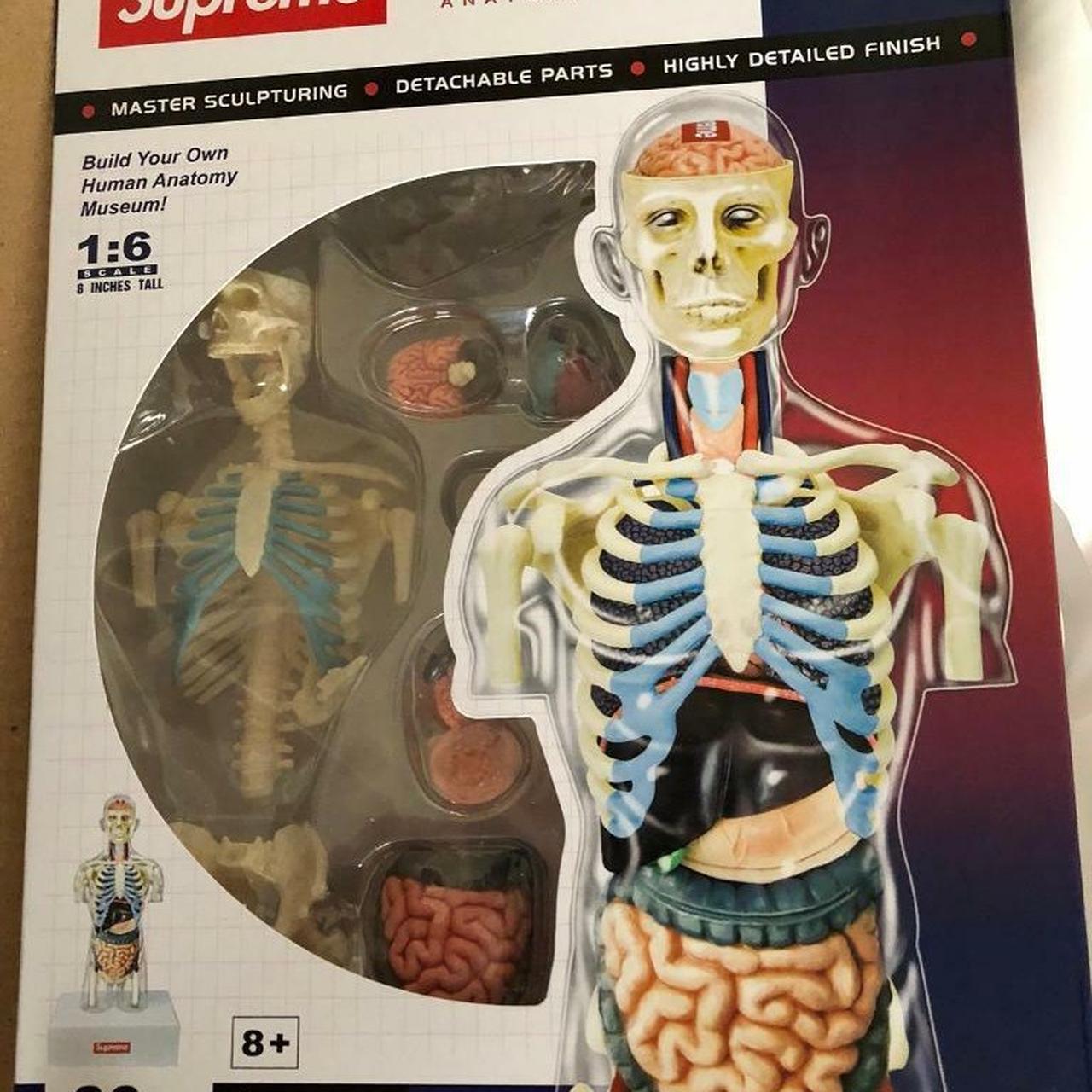 Supreme Male anatomy model. 10 10 condition oy Depop