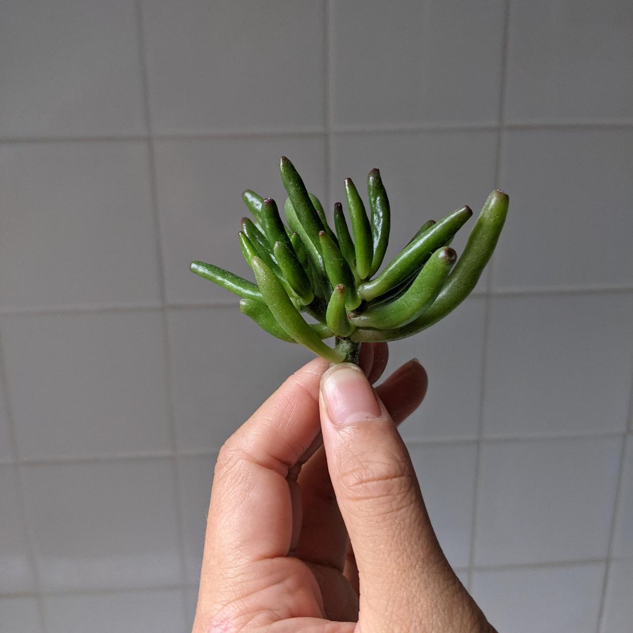 Crassula ovata gollum jade succulent plant... Depop