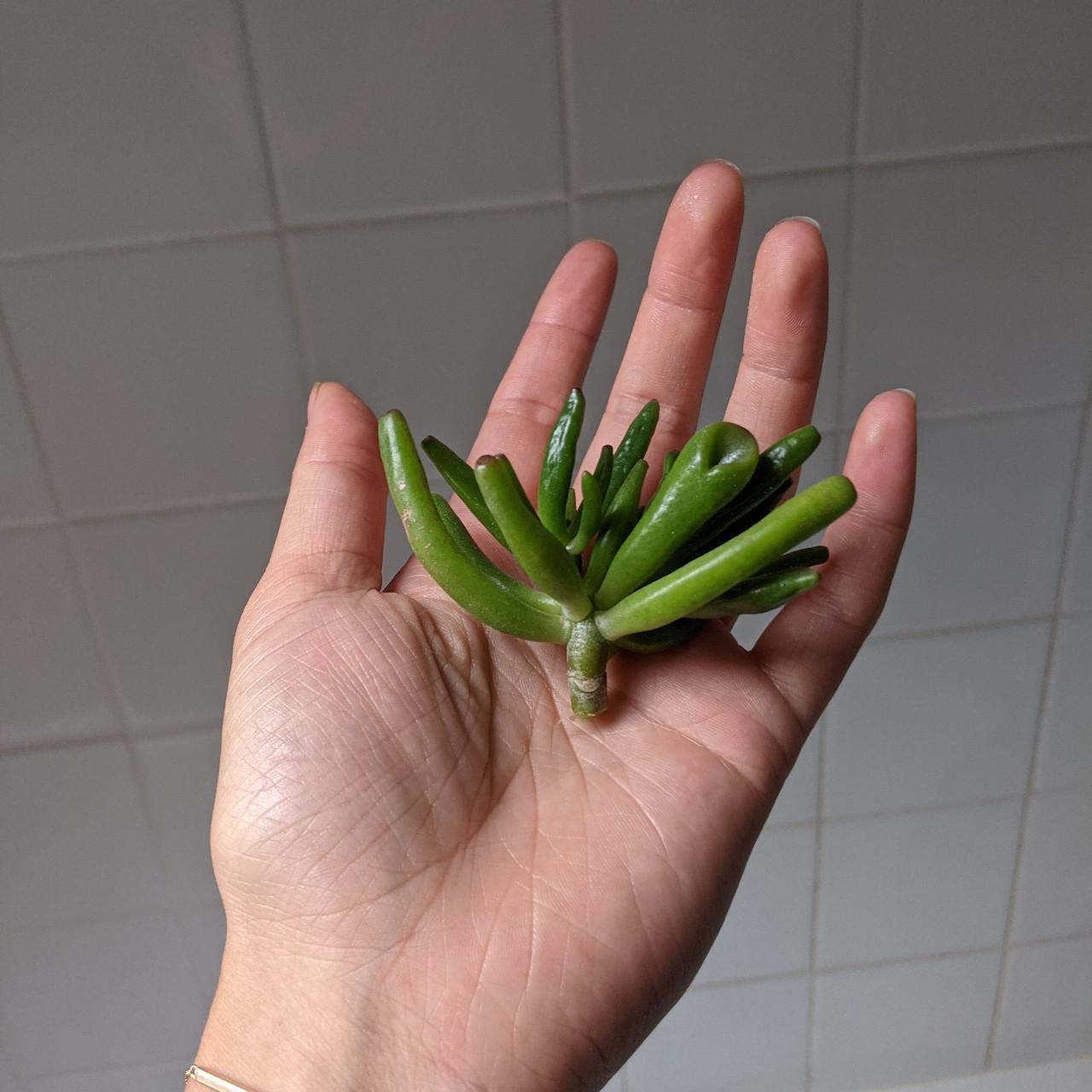 Crassula ovata gollum jade succulent plant... Depop