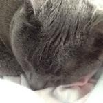 curiouskitten's profile picture