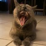 christahahaha's profile picture