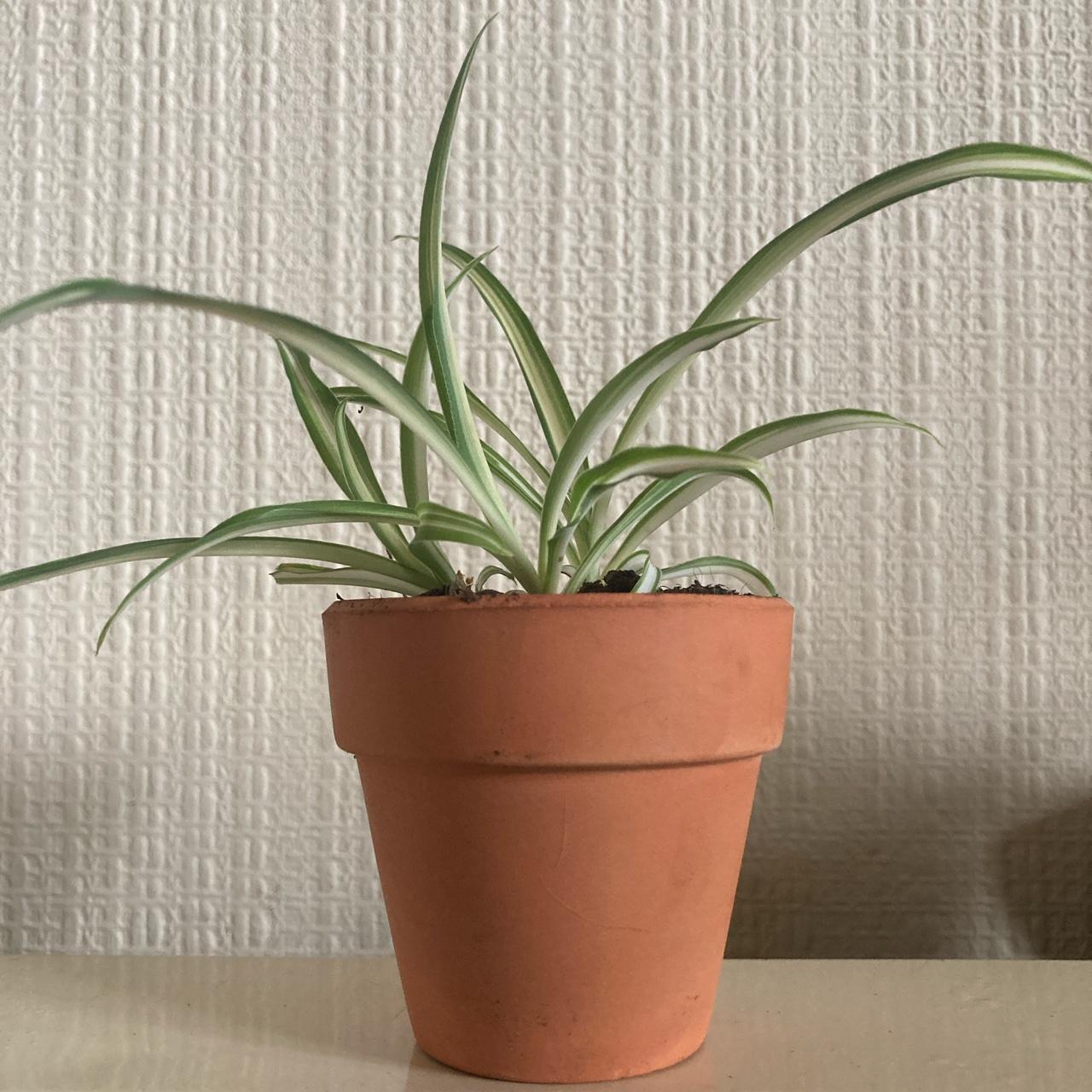 Terracotta plant pot Hand planted spider plant £10... Depop
