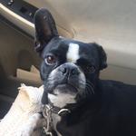 buffalosauce's profile picture