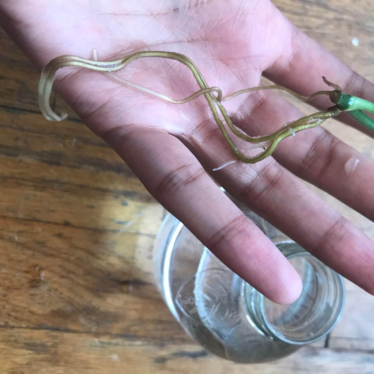 “Swiss Cheese”Monstera AdansoniiNarrow Form Plant... Depop