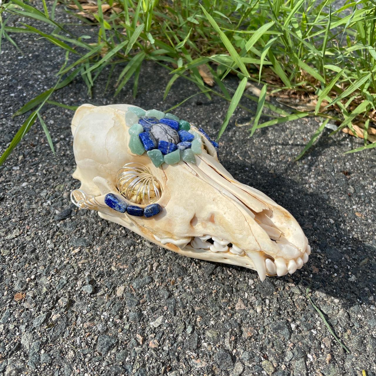 Coyote Skull, real bone, available for purchase at natur.