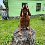 love_pointing's profile picture