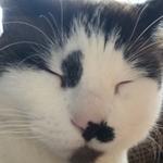 moonwomant's profile picture
