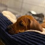 debvicking's profile picture