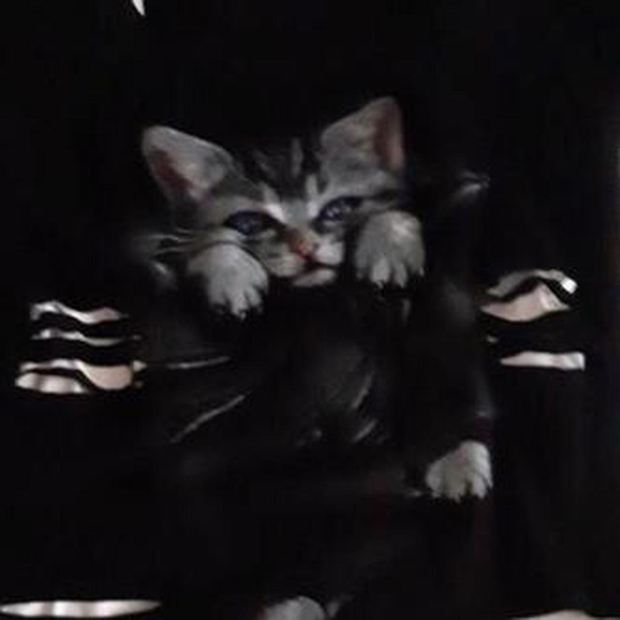 Ripped black t-shirt with a gray cat with purple… - Depop