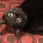 onestraykat's profile picture