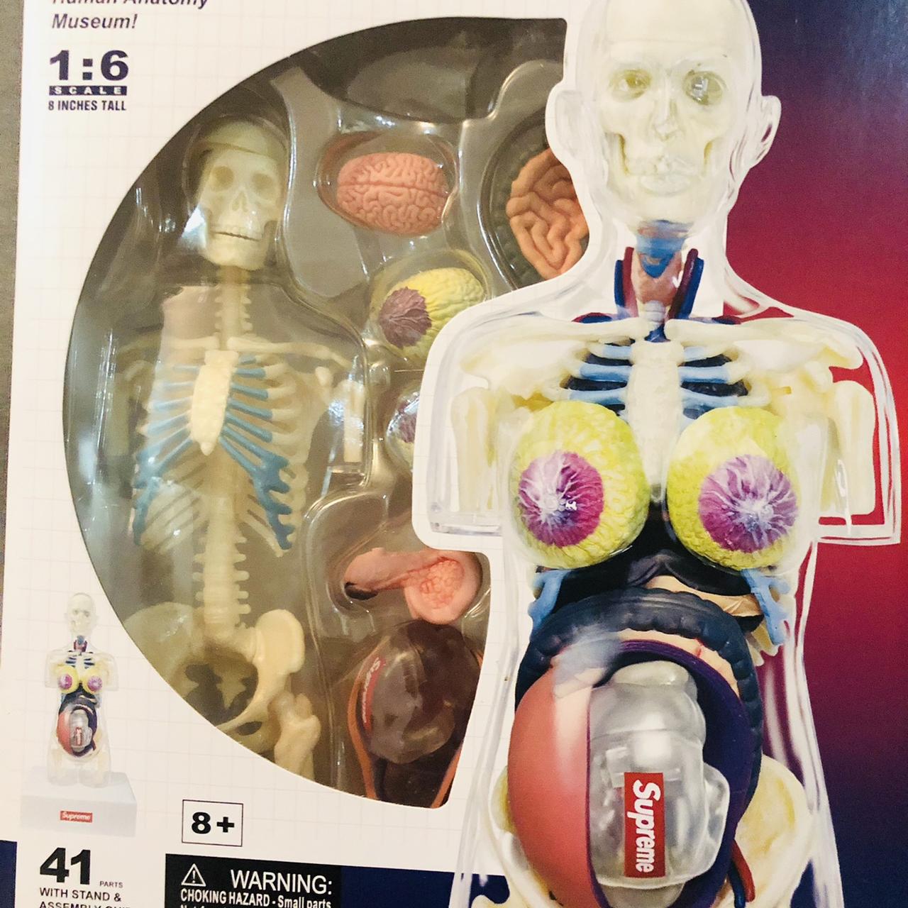 Supreme Female Anatomy Figure Model Clear Brand New - Depop