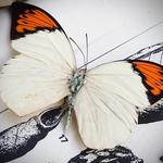 whimsycurio's profile picture