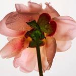 citrusgrl's profile picture
