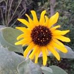 bydelicateflower's profile picture