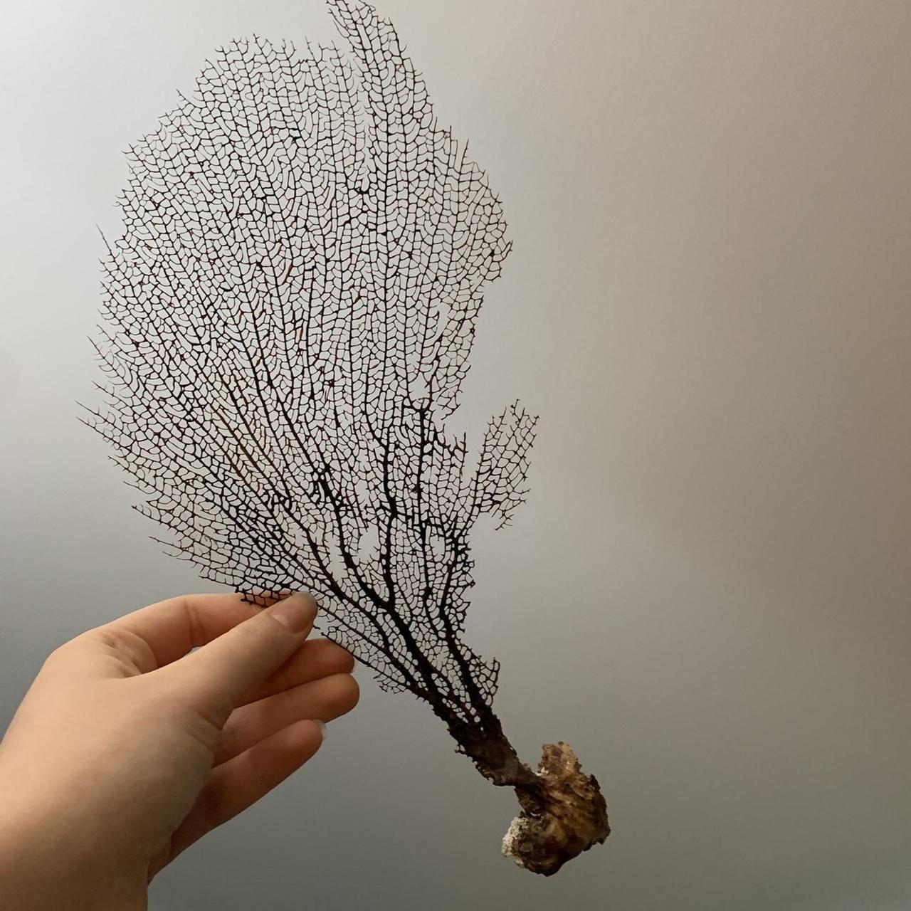 dried sea fan