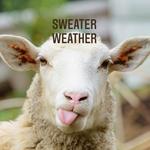 sweaterweatherclothing's profile picture