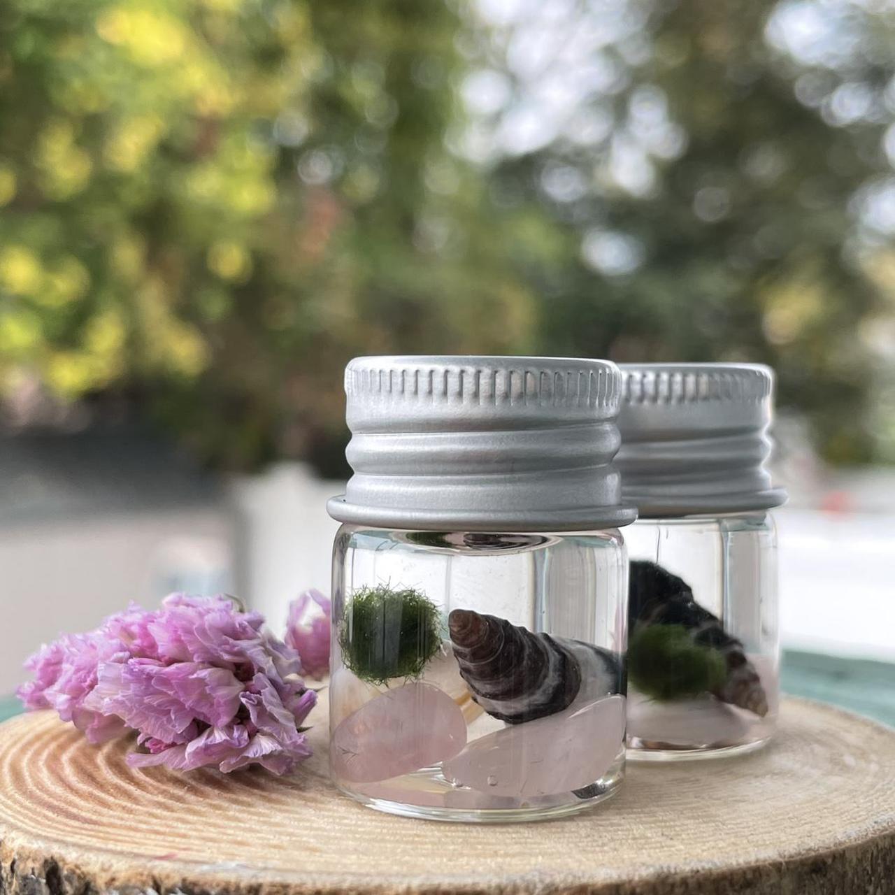 Product Image 1 - ONE moss ball pet ;
