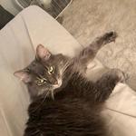 hissssss's profile picture