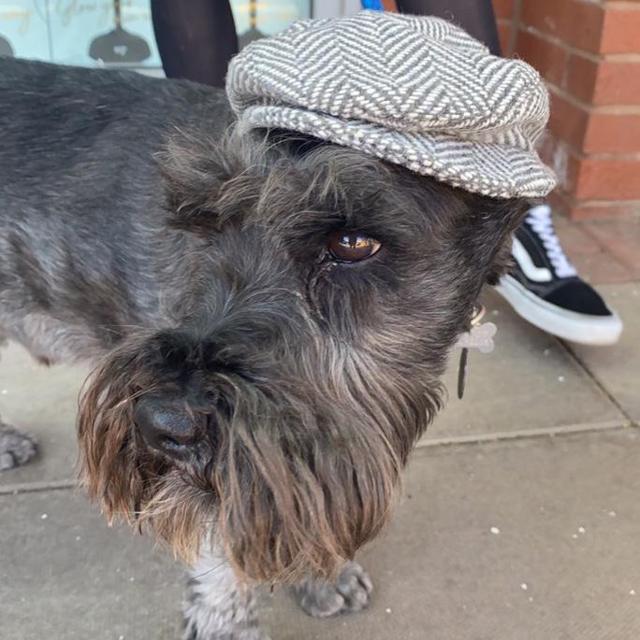 Dog cheap flat cap