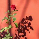 goldenhrvintage's profile picture