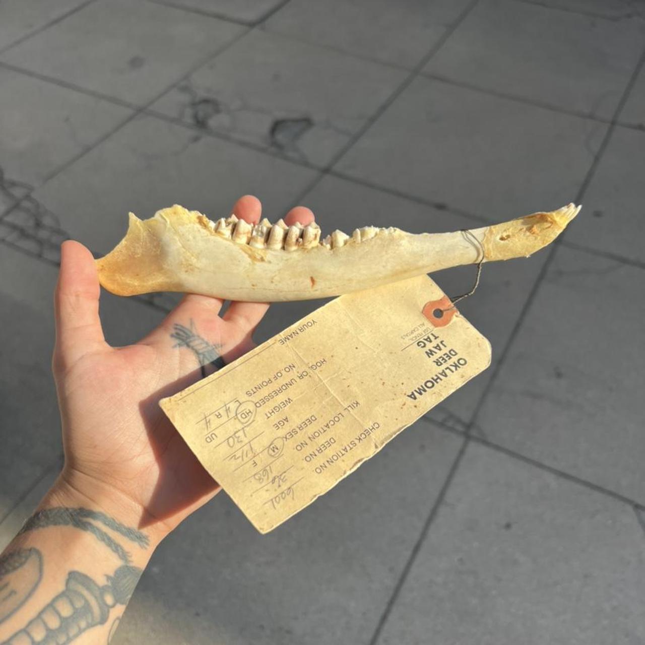 DEER JAW BONE WITH TEETH AND IDENTIFICATION... Depop