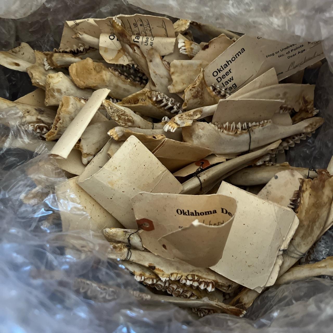 DEER JAW BONE WITH TEETH AND IDENTIFICATION... - Depop