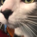 livesafe's profile picture