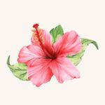 rosehaus's profile picture