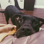 meow_mixx's profile picture