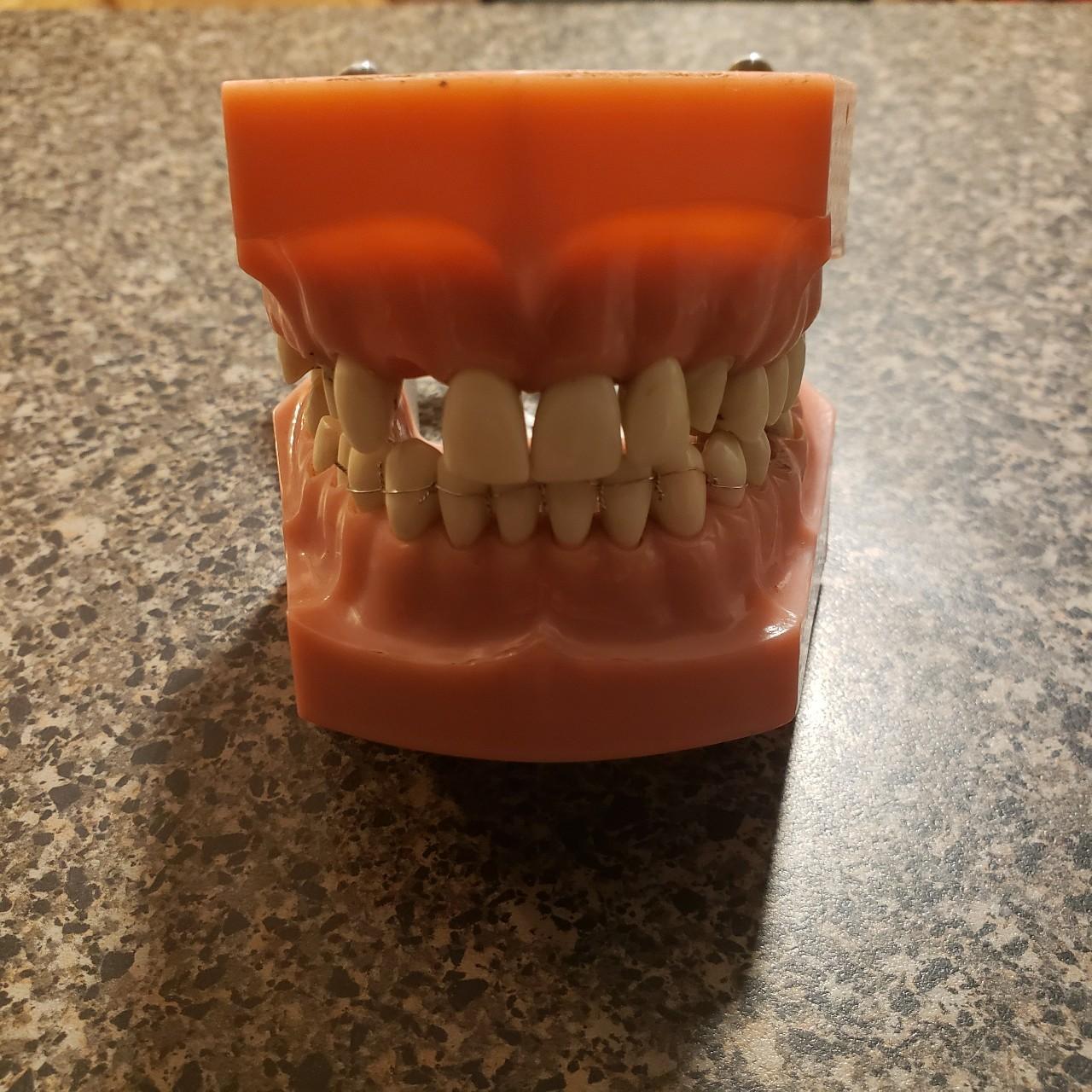 Vintage Columbia Dentoform Display Model Teeth Depop 0150