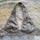 item listed by vintagesickness
