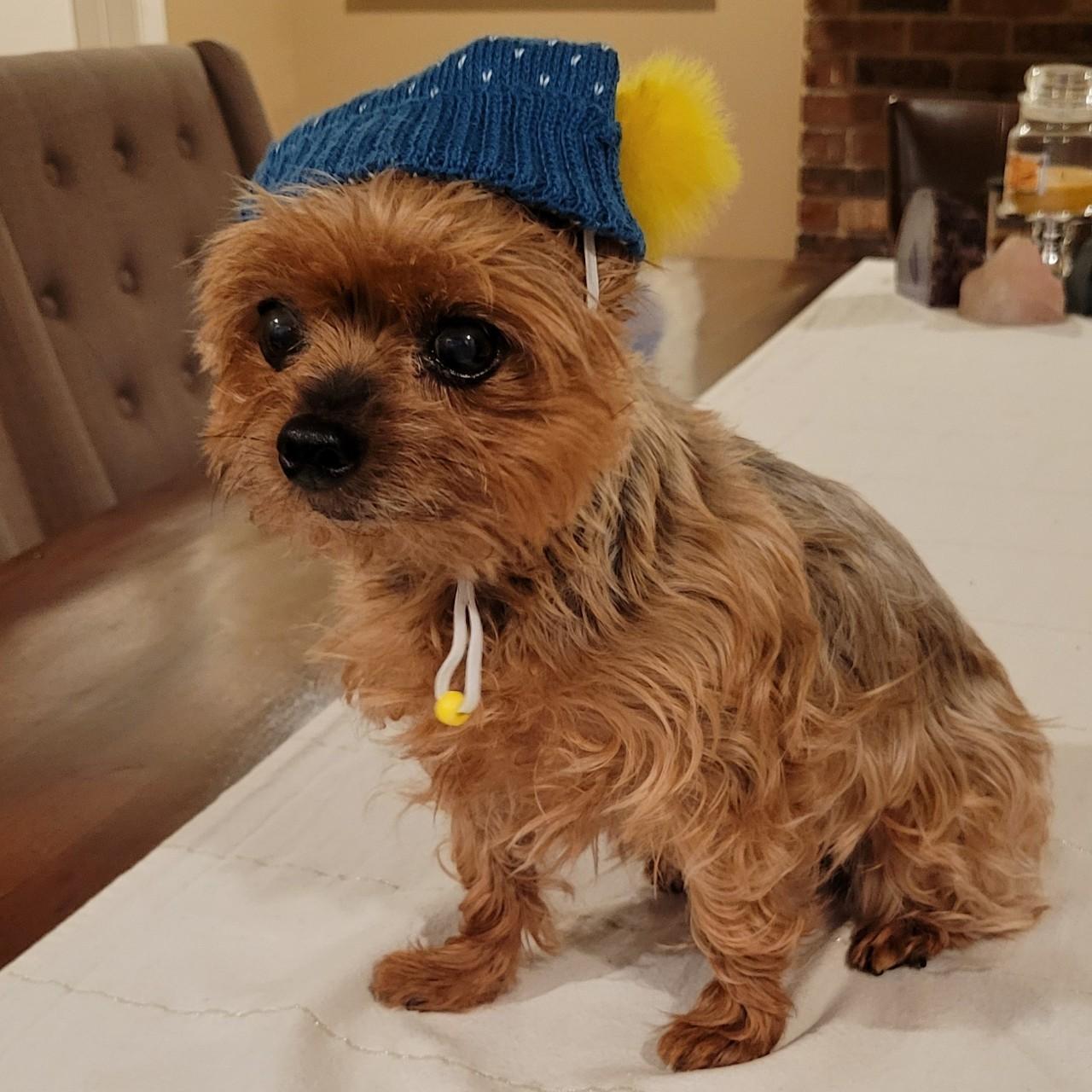 Dog hats best sale for humans