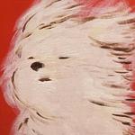 blindsalamander's profile picture
