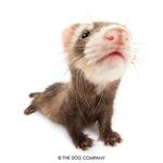 squ1rmyw0rm's profile picture