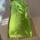 item listed by tiedyekitty