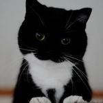 ceruleanraspberrythrifts's profile picture