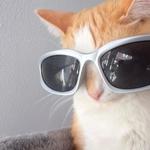 cicispizza's profile picture