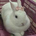 emiliaatorres's profile picture