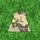 item listed by ariesmoonenthusiast