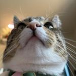 cobug7's profile picture