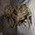 item listed by mariabellacosa