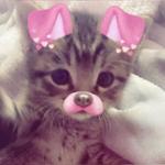 melanieshlomo's profile picture