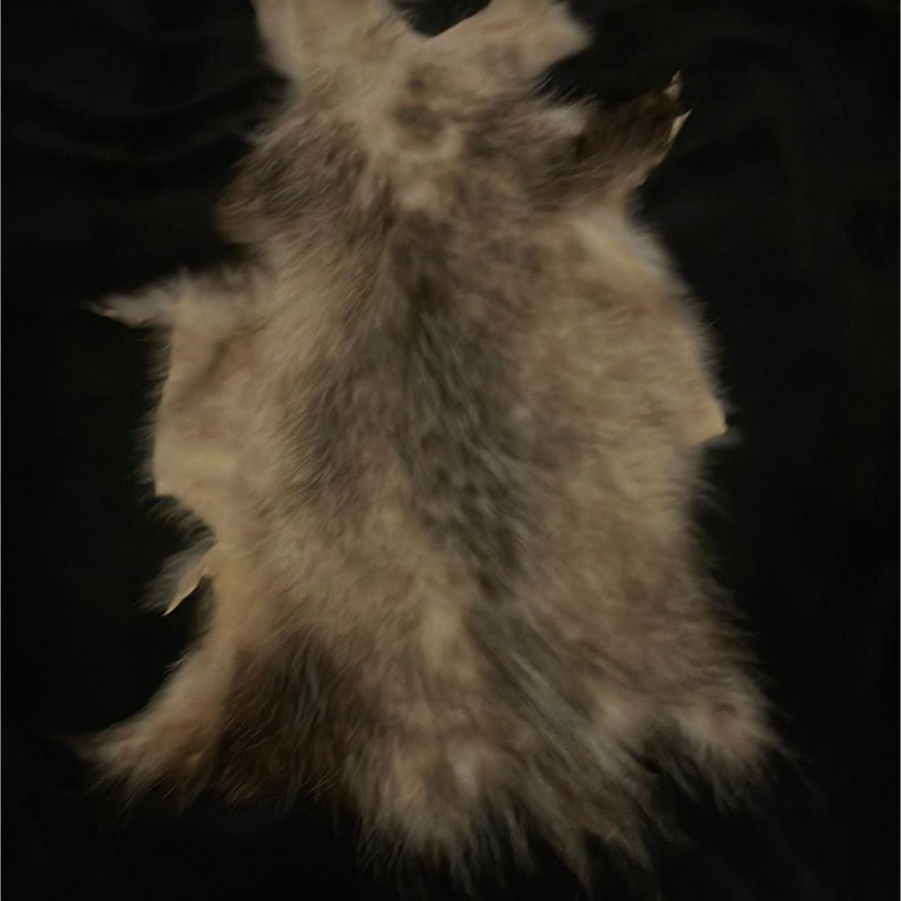 Opossum Pelt 3 North American Opossum Pelt PLEASE... Depop