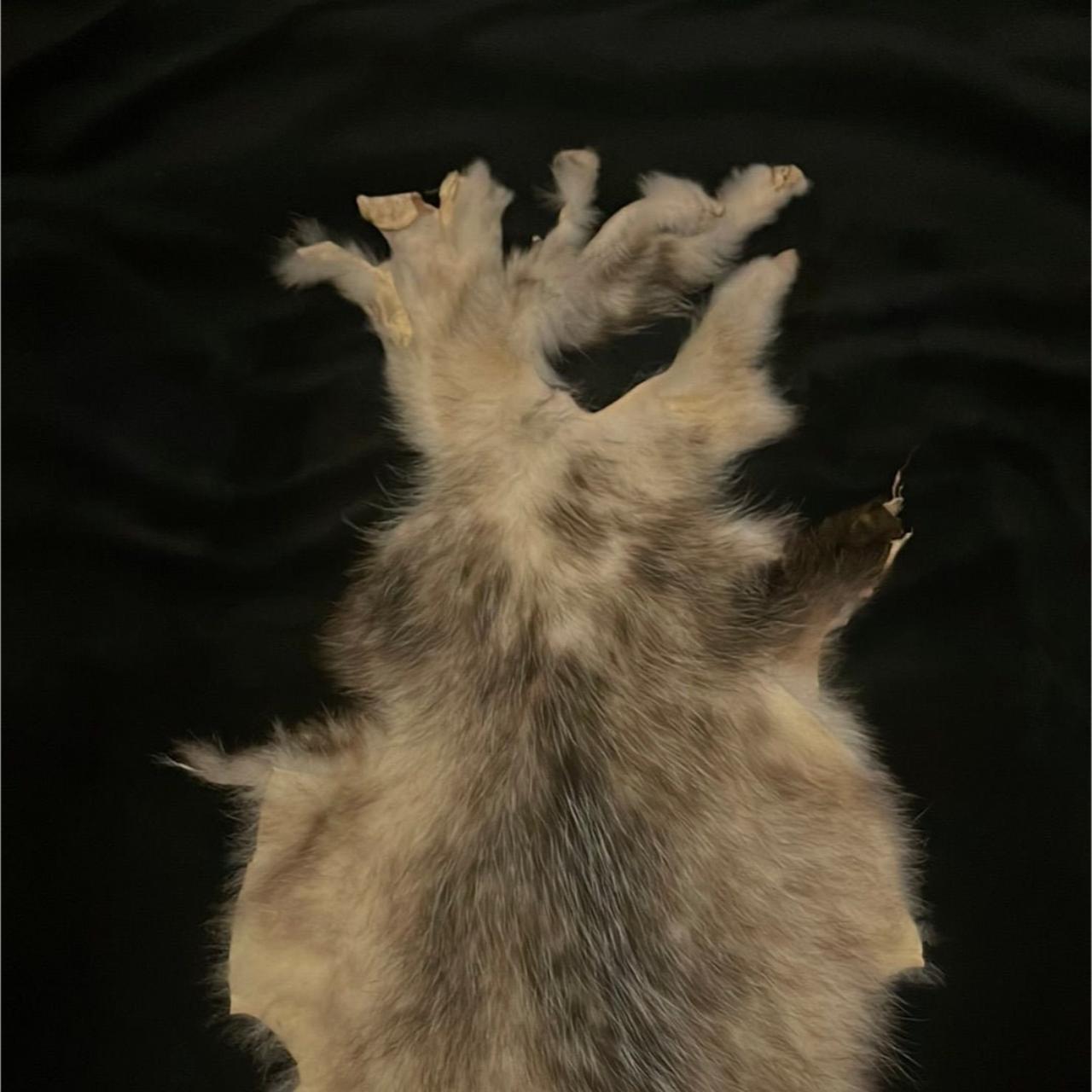 Opossum Pelt 3 North American Opossum Pelt PLEASE... Depop